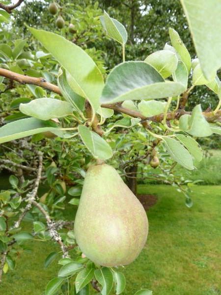 A Bartlett pear on a branch